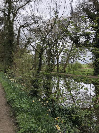 Picture taken from Rufford Hall footpath which is lined with daffodils alongside the canal and the towpath on the far side with views across the countryside