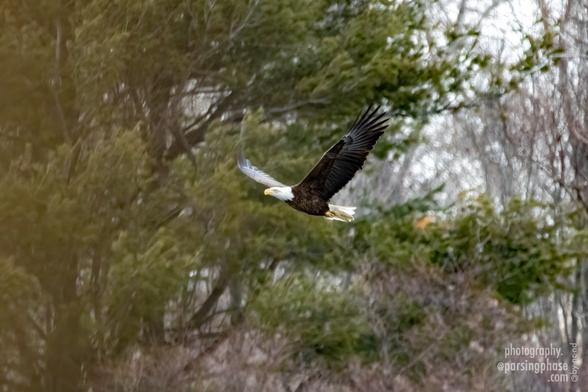 A mature, white-headed Bald Eagle soars low in front of wintry trees, wings spread high.