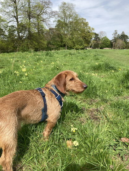 Basset Fauve considering the world in a green meadow dotted with cowslips