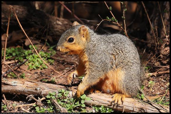 A Fox Squirrel (Sciurus niger) was standing on a fallen cedar branch in Norman, Oklahoma, United States on March 2, 2024.