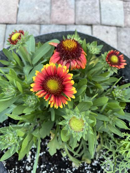Blanket flowers