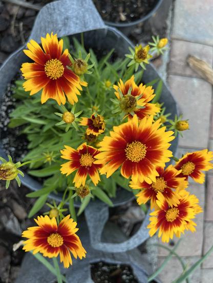 Coreopsis flowers
