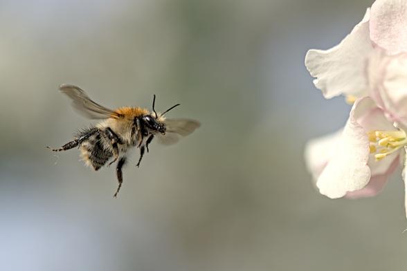 Ackerhummel im Anflug auf eine Apfelblüte. Nahaufnahme.