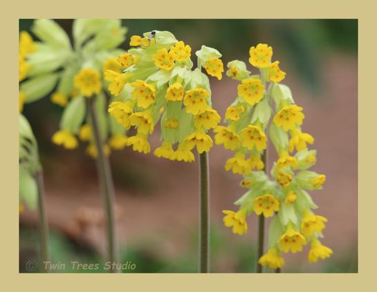 Groups of 15-20 individual orange-spotted yellow tubular flowers of the cowslip held aloft by erect greyish green stalks, contrasting with a brown and green unfocused background.