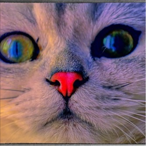 weisser Shothair Kater, silver shadow...mit öfter roter Nase...schönen Gruß!