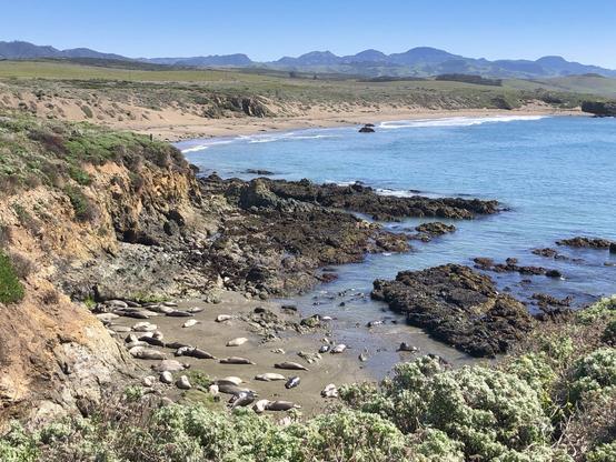 A coastline with a group of seals resting on a sandy beach near rocky outcroppings, with rolling hills in the distance under a clear blue sky.