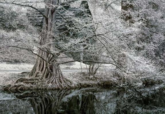 very new leaves just emerging on dawn redwood, infrared exposure