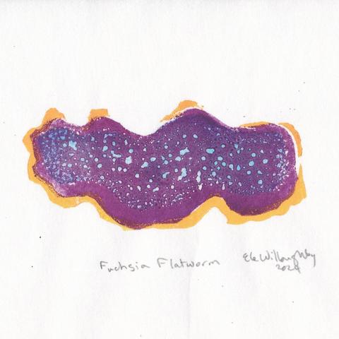 My tiny linocut fuchsia flatworms on a white background. The animals are an amorphous wiggly oval shape, fuchsia with pale indigo blue dots in the centre, a ring of fuchsia without dots and some yellow orange on its circumference.