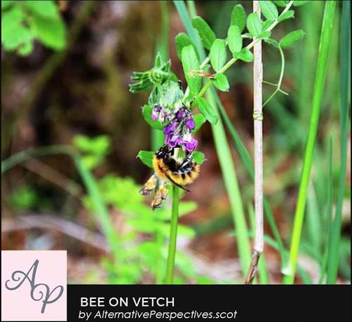 A stack of green leaves comes from the right hand side of the photo.  The stack ends in purple vetch flowers.  There is an orange and black bee feeding from the flower.