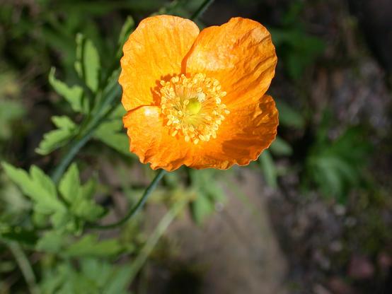 Close-up of a vibrant orange poppy with delicate, crinkled petals and a cluster of yellow stamens in the center, set against a backdrop of blurred green foliage.