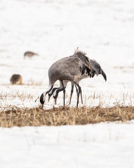 Tranor/Common crane/grus grus