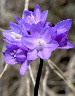 This purple flower is one of the spring blooms along the trails at Mount Diablo State Park, California, April 6.