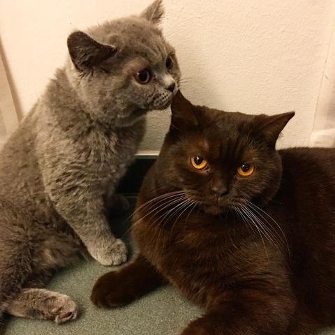 Lola & Lulu #cats #catlovers #britishshorthair #instacats #christmas #christmascats