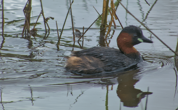 Un grèbe castagneux dans l'eau d'un étang avec des herbes hautes autour

A little grebe in the water of a pond with tall grass around it