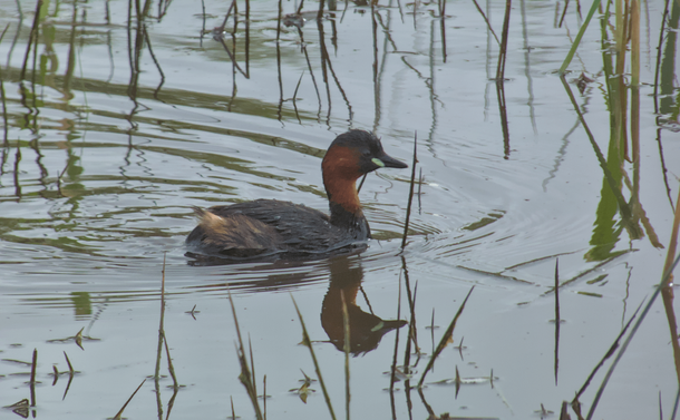 Un grèbe castagneux dans l'eau d'un étang avec des herbes hautes autour

A little grebe in the water of a pond with tall grass around it