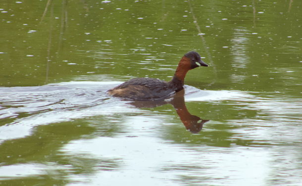 Un grèbe castagneux dans l'eau verte d'un étang

A little grebe in the green water of a pond