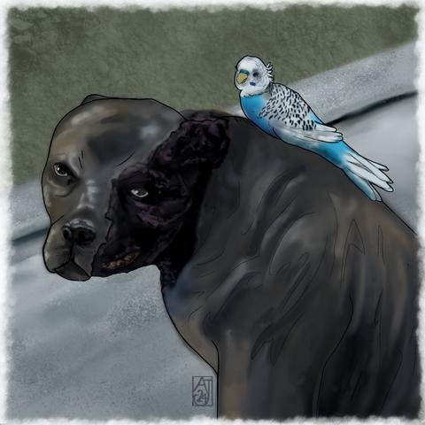 Scarred pitbull and parrot