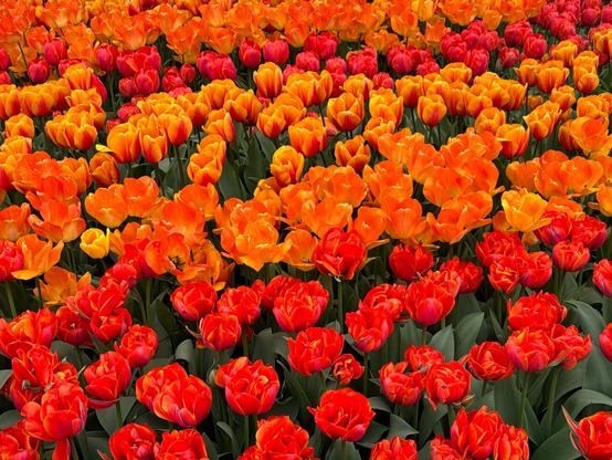 Red and orange tulips