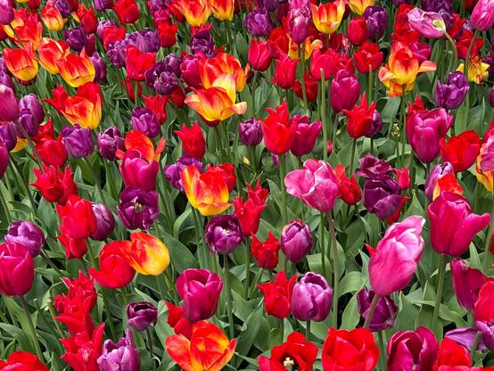 Many varieties of tulips