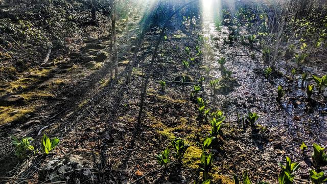 Walking along a rocky footpath beside a bog into the slanting sunlight of an early spring evening. To the left of the trail the ground slopes steeply upward, covered with ground-hugging green leafy shrubs. To the right is a muddy, boggy channel of very shallow standing water. Moss covers much of the trail and the solid ground around the bog, from which sprouts a forest of thin saplings. Dozens of brilliant green leafy plants (skunk cabbage) are emerging from the mud of the marsh.