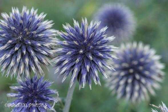 Close-up of vibrant blue echinops (globe thistle) flowers with a blurry green background.