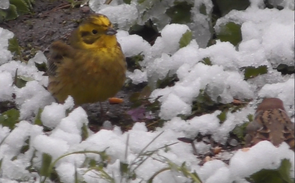 yellowhammer standing on ground snow covered plants around a few spots show bare ground, 20 centimeters away tree sparrow feeding on seeds distributed by me earlier