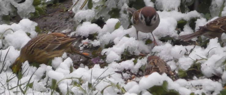a few seconds later two more tree sparrows joined the scene, now a yellowhammer and three sparrows are feeding on snow covered ground