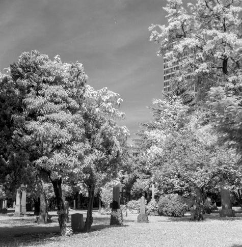 A black&white infrared photograph from Ondrejský cintorín, one of the oldest cemeteries in Bratislava. A modern building can be seen creeping in the background.