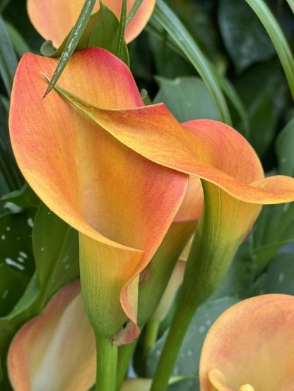 A color close-up of a very attractive orange calla lily.  The shape of the flower is the standard pitcher shape, with the large open throat and thick green stems.

This shows 2-3 of the flowers flowing around each other, fading in color from a deep orange at the tips to a lighter orange and yellow closer to the bottom.

They're just such graceful blooms.  I won't put them at risk by actually buying and planting them, but do love getting to see them in person.