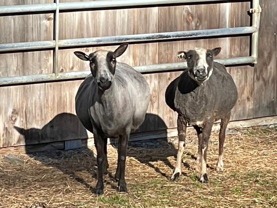 Two Finn sheep stare at the camera as they stand in next to a barn bathed in warm morning sunshine.