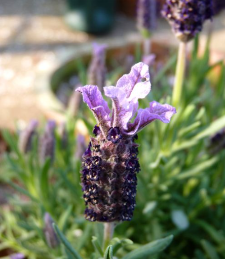 a close up picture of French Lavender