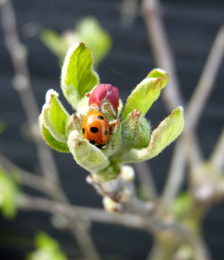 a ladybird on a gooseberry bud