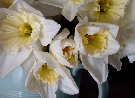 daffodils