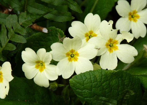 primroses