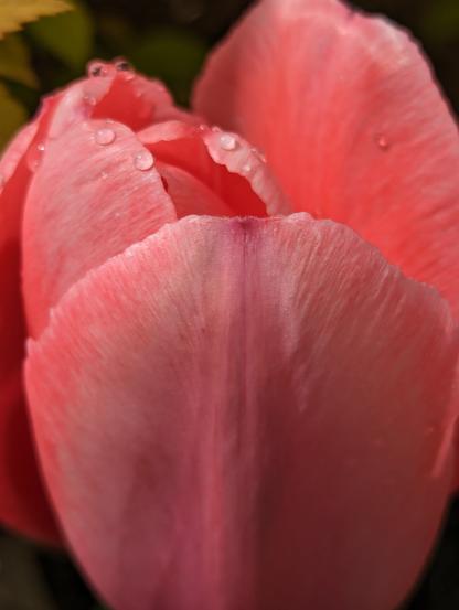 Close up of pink tulip with dewdrops