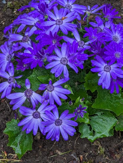 Purple flowers in garden