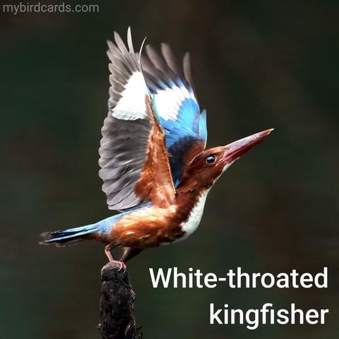 White-throated kingfisher or White-breasted kingfisher (Halcyon smyrnensis). Adult. Conservation status: Least Concern. CC: SXPT 📷: Photo by Nghangvu via Pixabay 2019

The photo shows a medium-sized kingfisher with a large head and a long, sharp bill. It has blue upperparts and brown underparts, with a white throat and breast.
