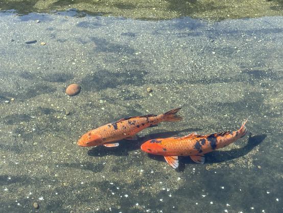 Two orange koi with black spots.