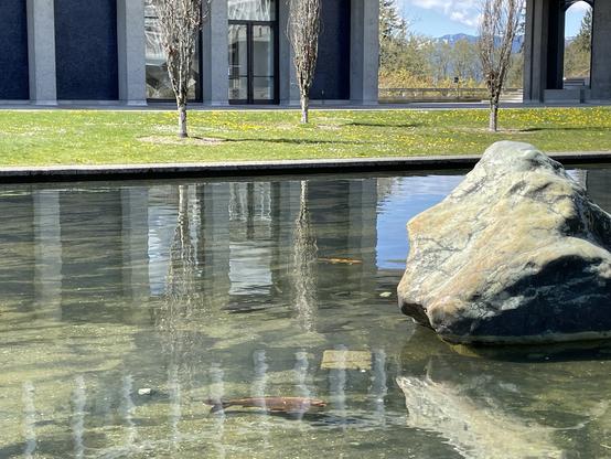 SFU's AQ Reflection pond, with the Jade Boulder to the right and several fish visible under the water.