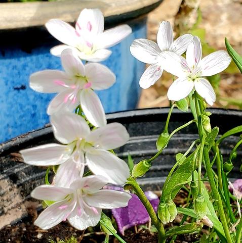 A cluster of pale star-shaped blossoms streaked with pink with bright hot pink centers. The leaves are dark green and blade-shaped.