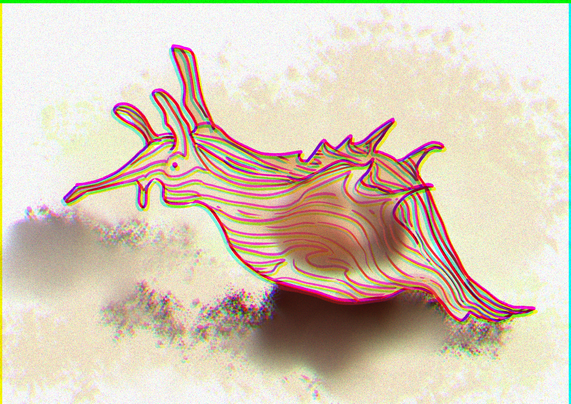 Lined sea hare on sand under the sea.