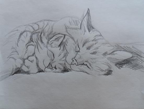Pencil sketch on white paper depicting a mother cat snuggling a kitten while lying down horizontally.