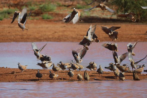 Flock Bronzewing (Phaps histrionica) filmed at a waterhole near Boulia western Queensland in August 2022