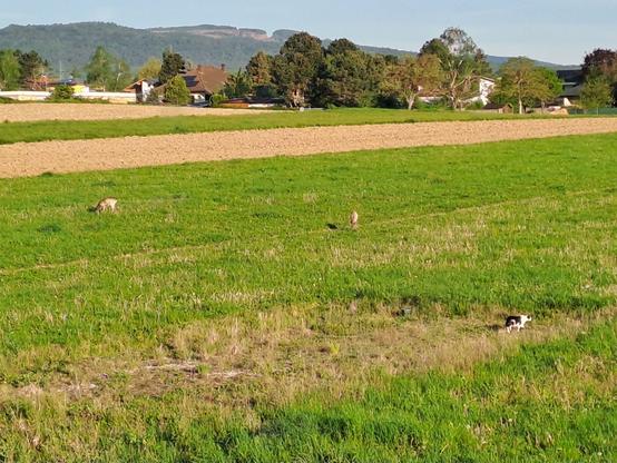 Ein weites Feld mit Wiesen und Äckern. Auf der Wiese stehen zwei Rehe und äsen, etwas davor streift eine schwarz weiß gescheckte Katze durch die Wiese. Im Hintergrund ist eine Siedlung mit vielen Bäumen und am Horizont der Pauliberg.