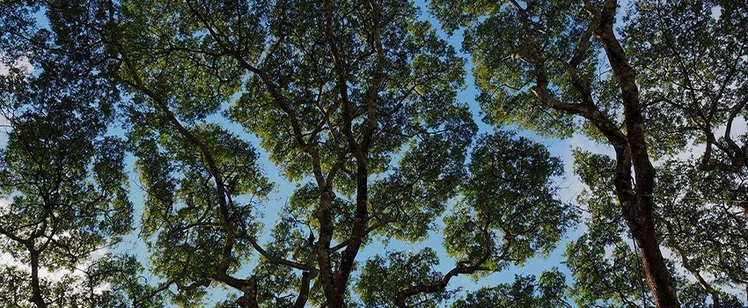 Crown-shy trees / kroonverlegen bomen
Foto van onderaf genomen