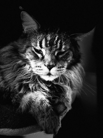Cat with slightly closed eyes, black and white photo
