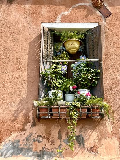 Colour photo of a window, set into a burnt-orange coloured plaster wall, so entirely filled with plants that you can barely see any of the glass behind - there is a row of pea-green trailing plants in a window box at the bottom, and above them a row of white pots with dense dark green rose shrubs with a couple of red and white flowers standing on the sill, a hanging pot with something lettuce-leaf shaped in it, and at the top of the window a bright yellow pot with a fern-like something hanging from the centre of the frame. It's in full bright sun, and the shadows of the plants make pleasingly odd vaguely tentacular shapes on the wall. The whole looks very merry and invitingly chaotic, like the magical herb garden of a benevolent and slightly scatty urban witch.