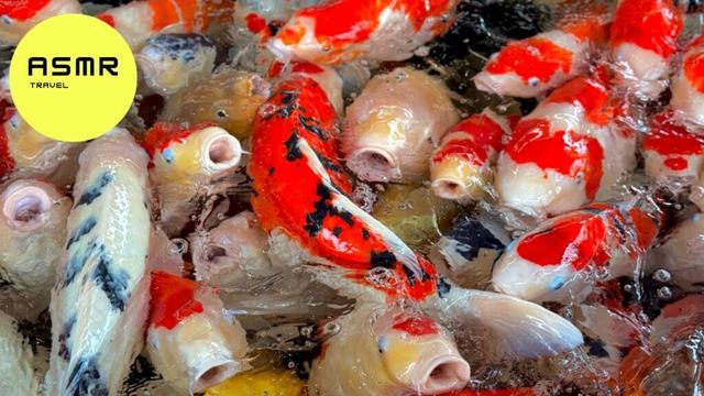 Traveling Japan's BEST Koi Fish Park🐠 and eating CRAZY RAMEN 🍜| Tokyo - Niigata