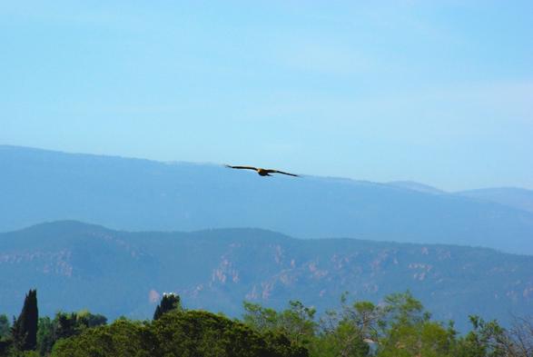 Photo d’un rapace au plumage brun (probablement un milan noir) en train de planer. On voit des collines couvertes de pinèdes et de roches rougeâtres dans le fond et le haut des arbres au premier plan.