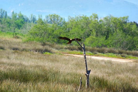 Photo d’un rapace au plumage brun roux, en train de se préparer à se poser sur l’unique branche d’un arbre mort. Le paysage est composé de nombreux buissons de joncs et d’une petite bande de sable, bordés d’arbustes aux pousses vert tendre en second plan.